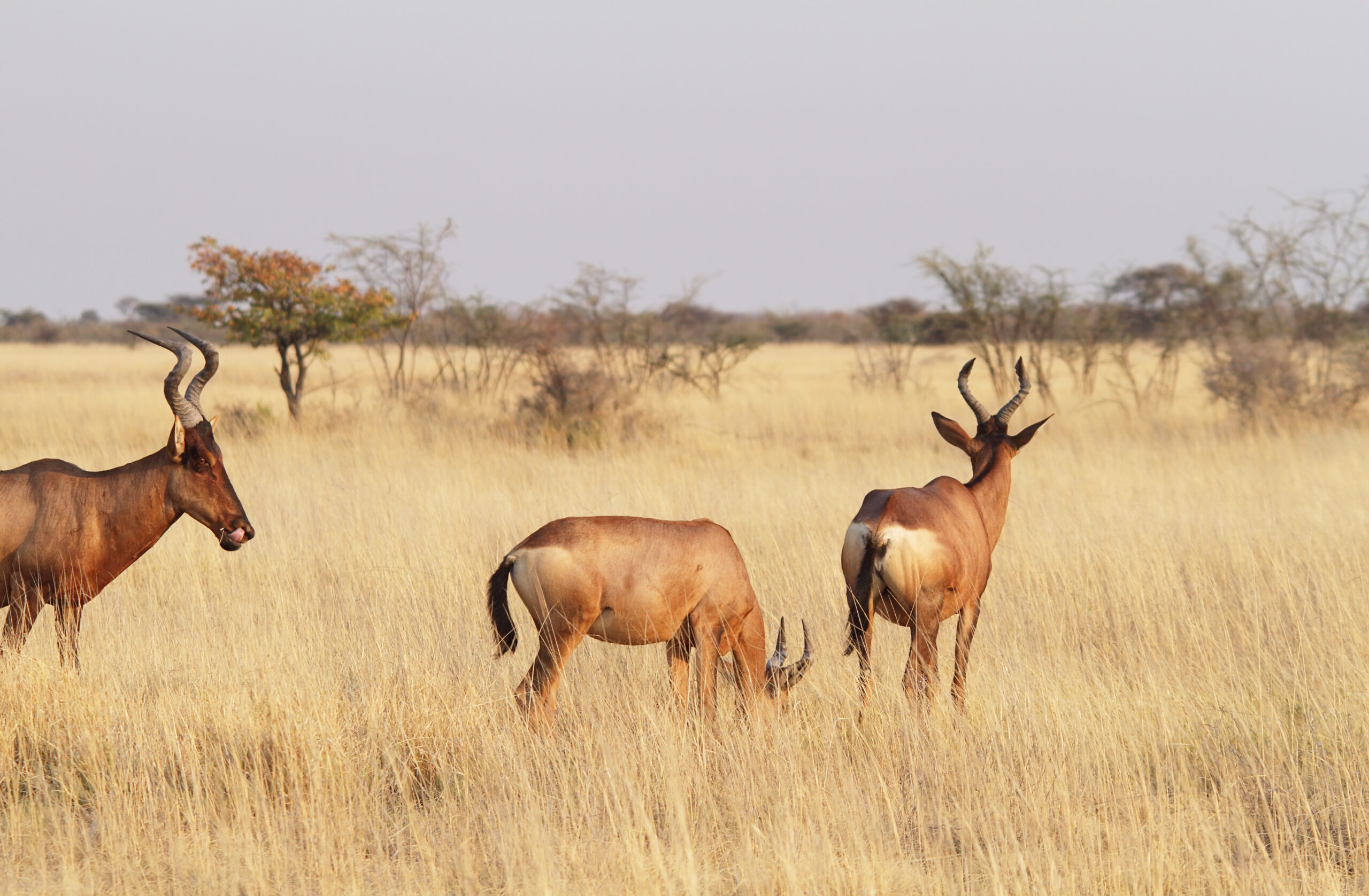 Unintended Consequences: Why the UK’s Trophy Import Ban Could Harm Conservation and Communities