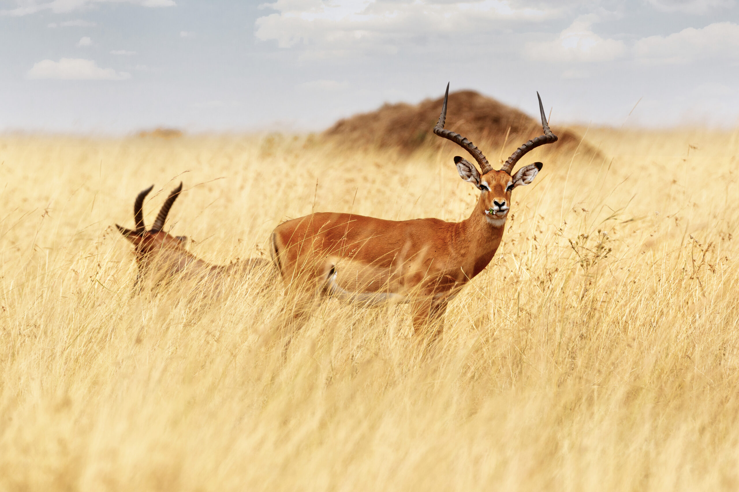 UK Trophy Hunting Ban Risks Conservation Gains