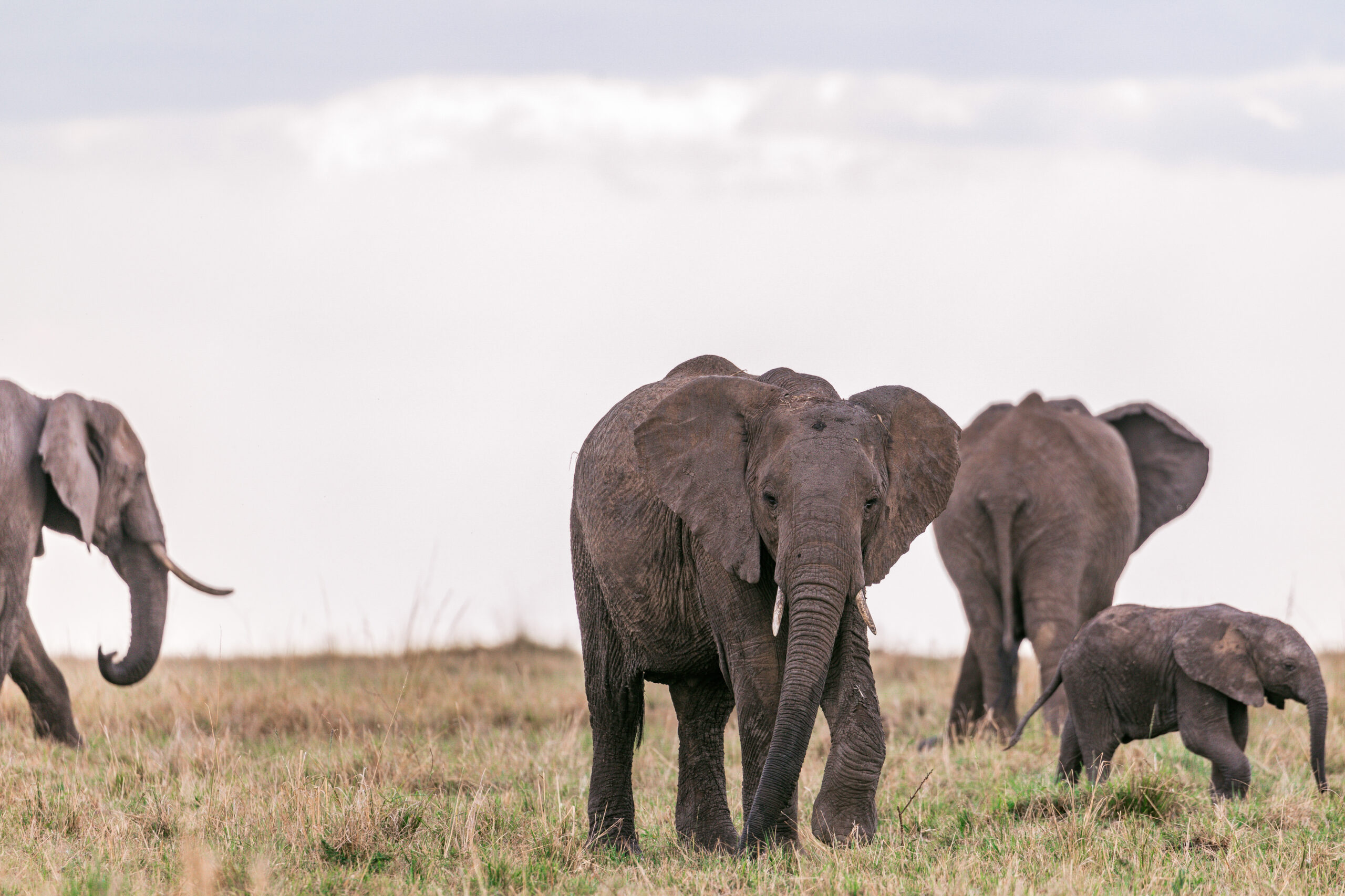 Pluralist Approach to the Value of Elephants