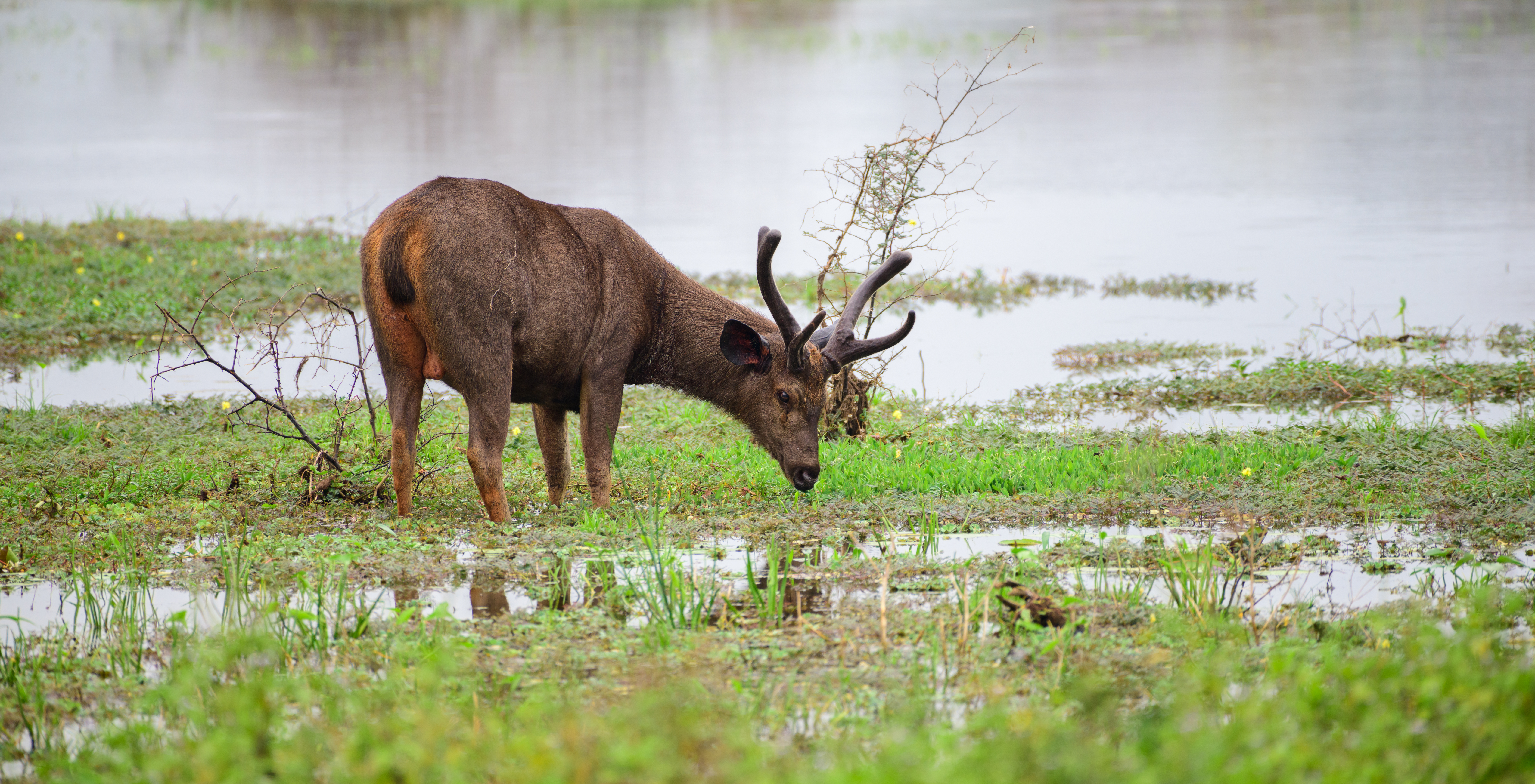 Lead Exposure Study on Sambar Deer in Australia