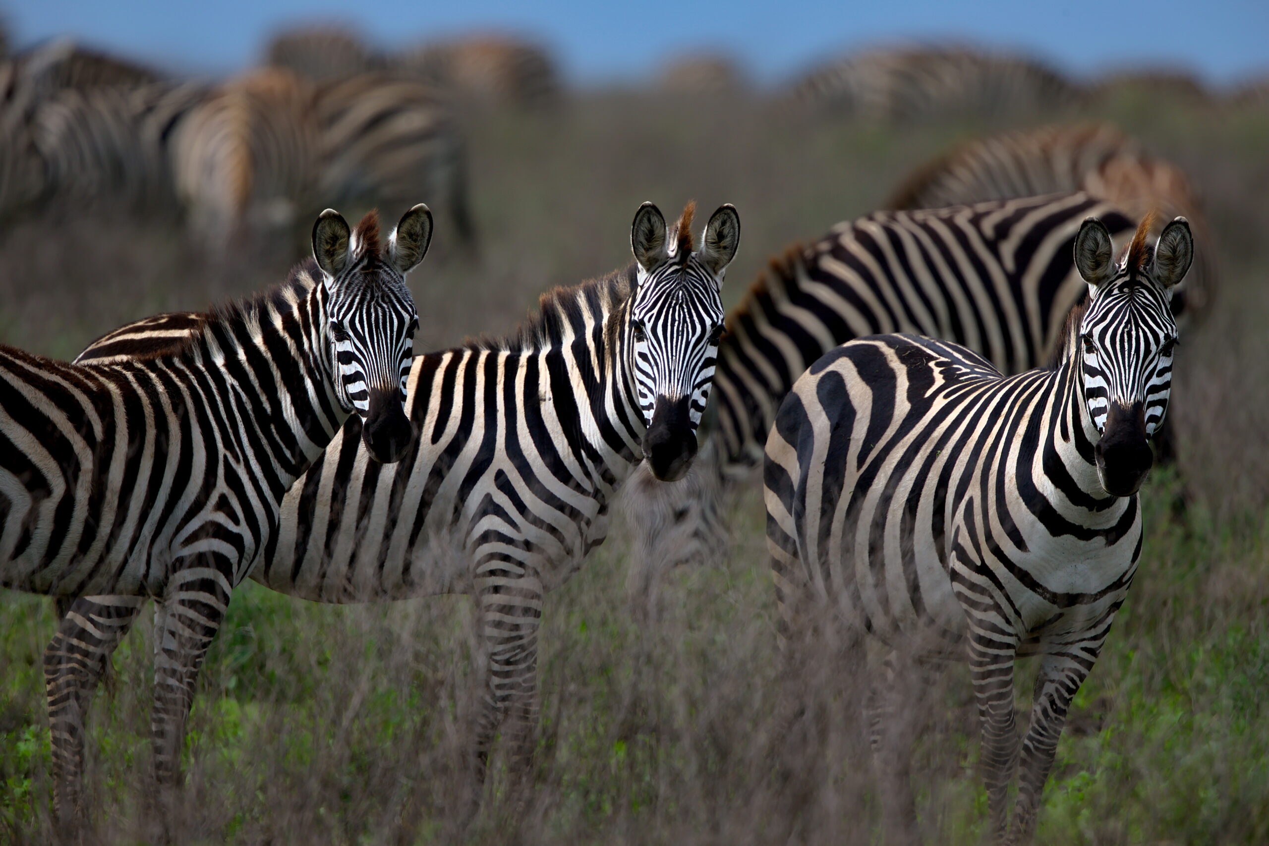Hunting Zebra in South Africa: Ethical Meat, Conservation & Community Impact