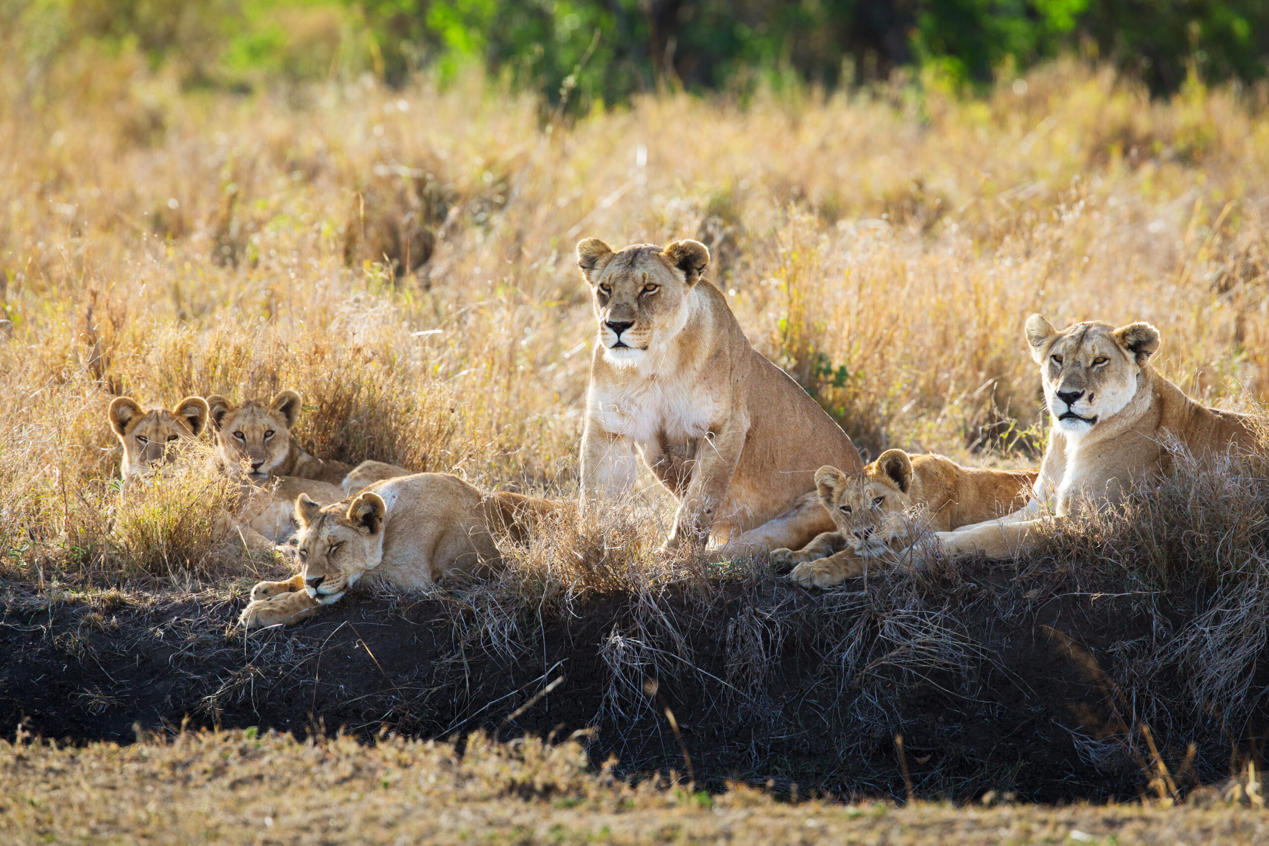 Media Bias Shapes Public Opinion and Trophy Hunting Policy