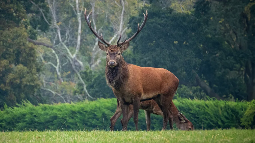 To Cull or Not to Cull: Pros and Cons of Australia’s Deer Cull