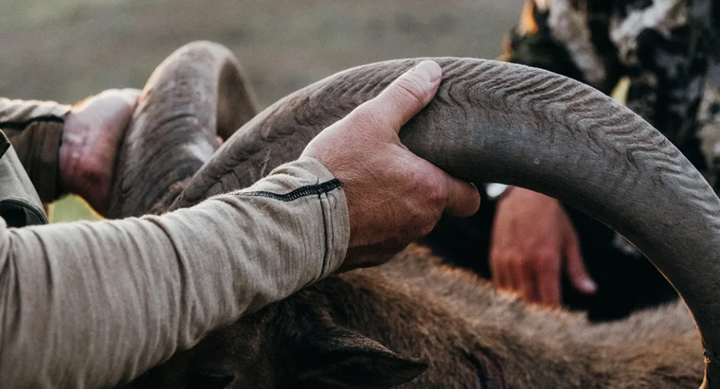 Aoudad Hunting in West Texas: A Thriving Industry with Economic Benefits