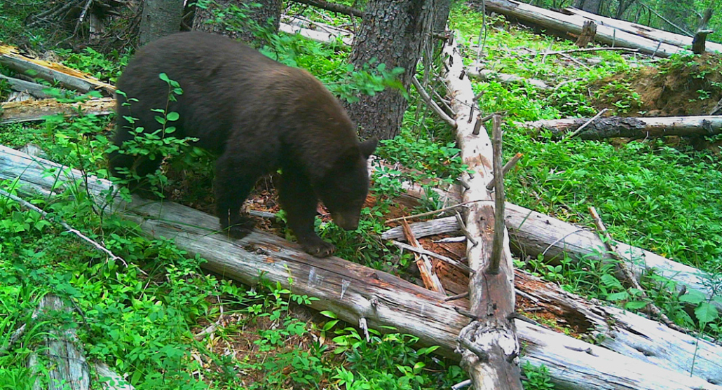 Spring Awakening: Bears Emerge to Forage Intensely; Lethargy Is a Myth