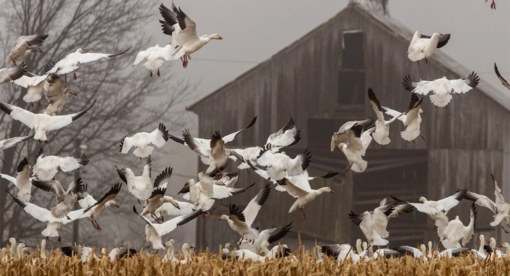 Are Waterfowl Spreading Avian Flu?