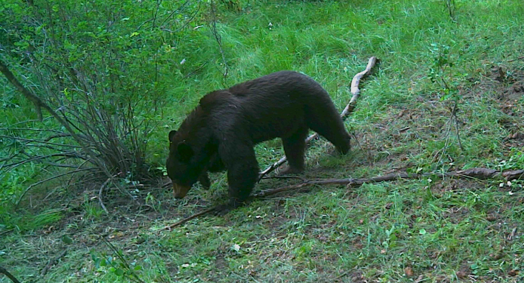 Why Spring? Why Bears?