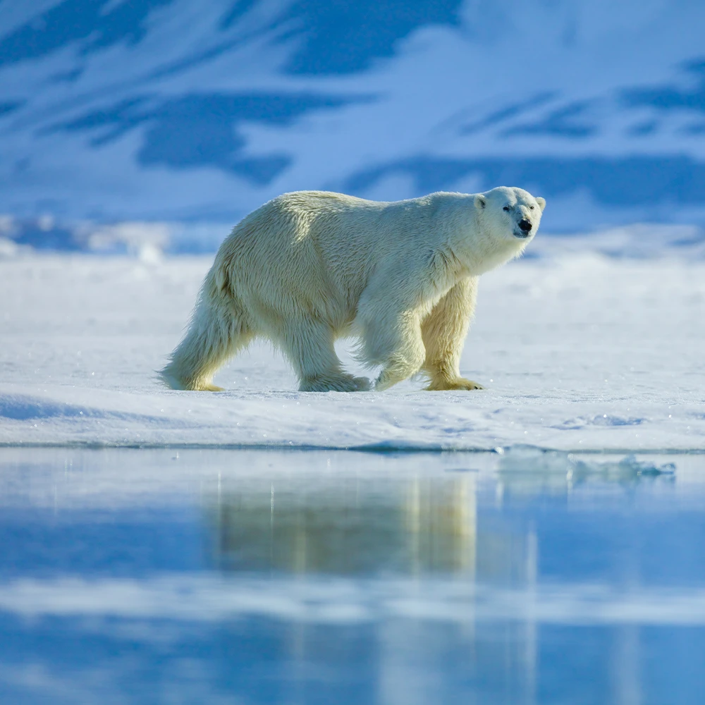 Should Canada Hunt More Polar Bears?