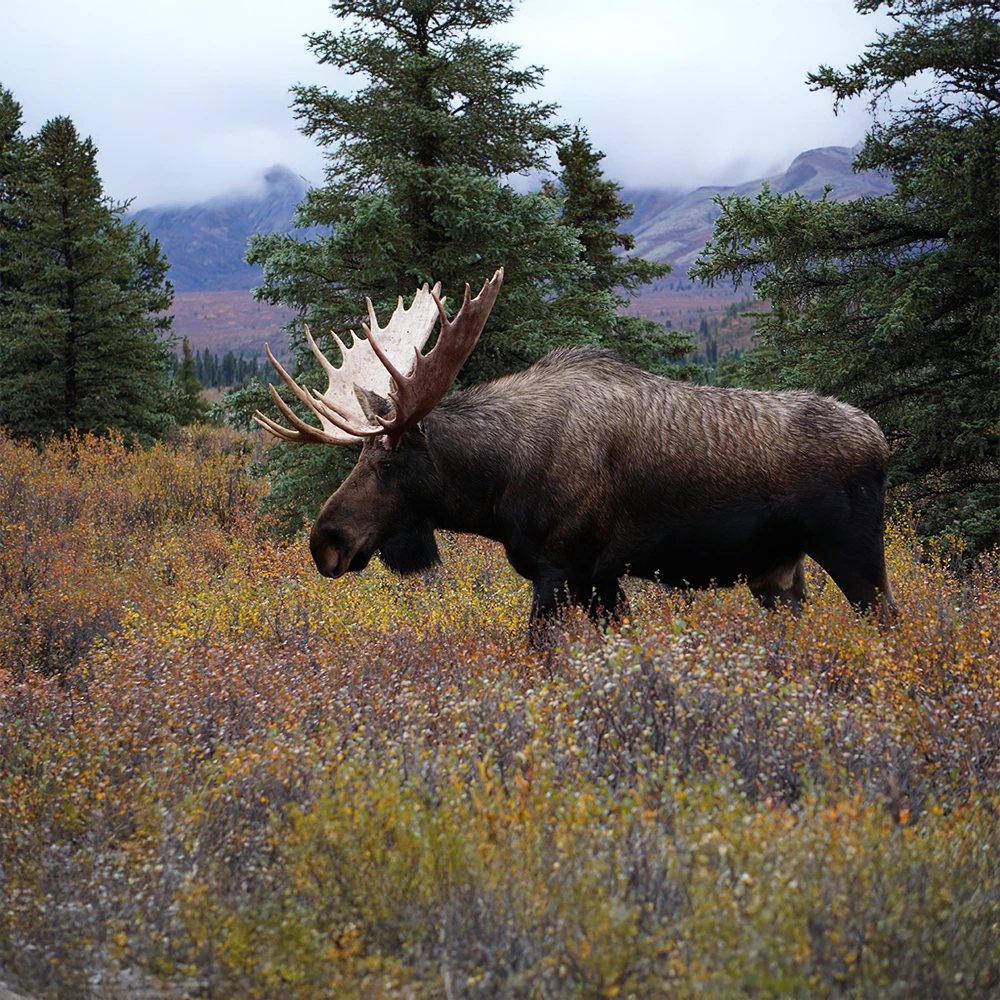 More Moose, More Wolves, More Predation