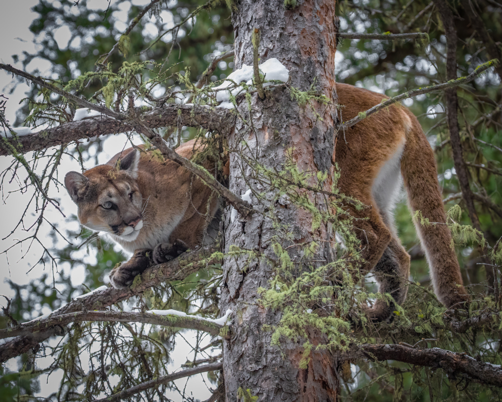 Alberta Cougar Hunting Debate: Is There Any Truth?