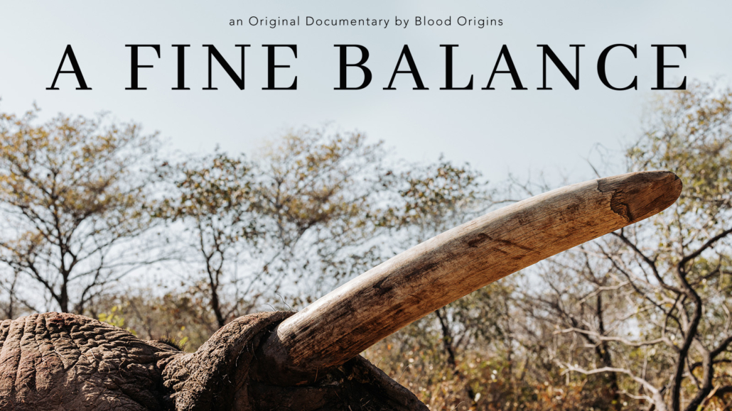 Origins Foundation Releases A Fine Balance Documentary Exploring the Controversy of Elephant Hunting in Botswana