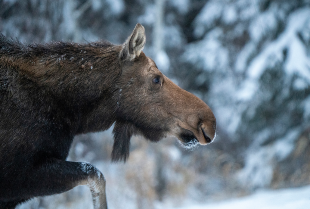 The Seal River Isn’t a Stage, and CPAWS Isn’t the Star