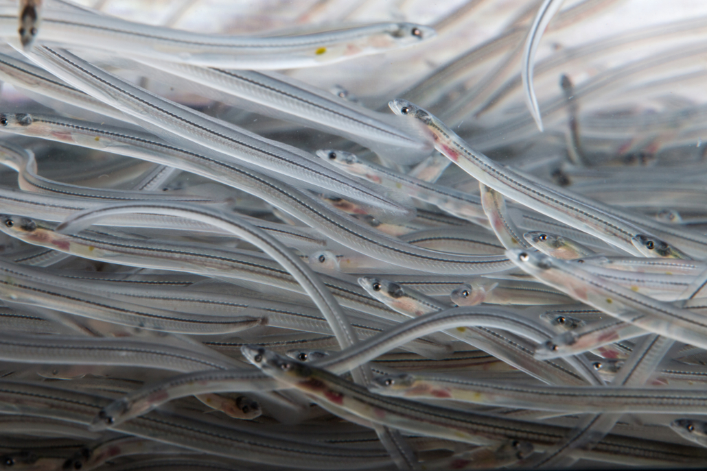 Tides of Tension: Rights, Regulations and the Elver Fishery Crisis in Atlantic Canada