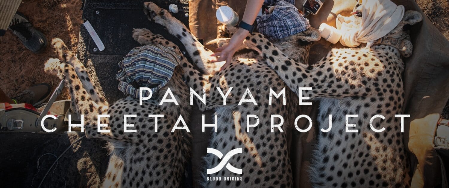Project: Panyame Cheetah Project