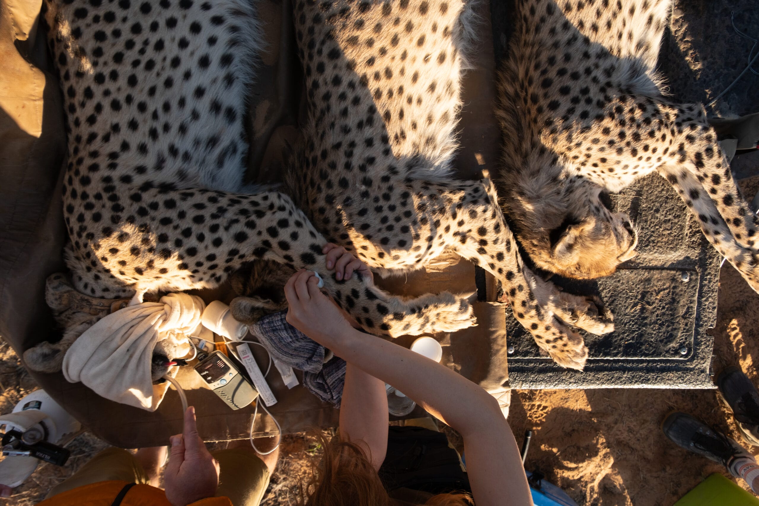 Project: Panyame Cheetah Project