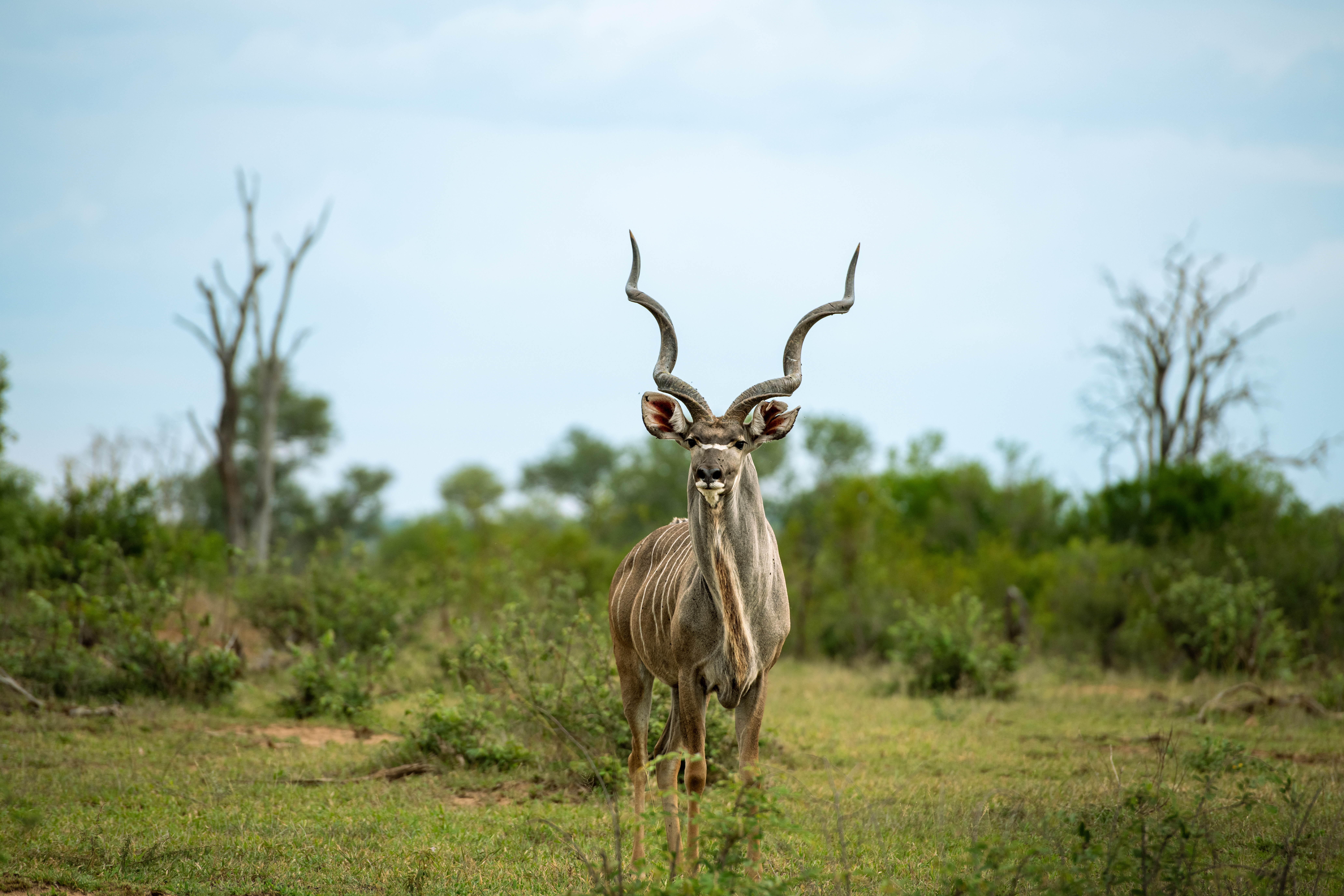 Hunting Boosts Jobs, Conservation and Rural Economies in South Africa