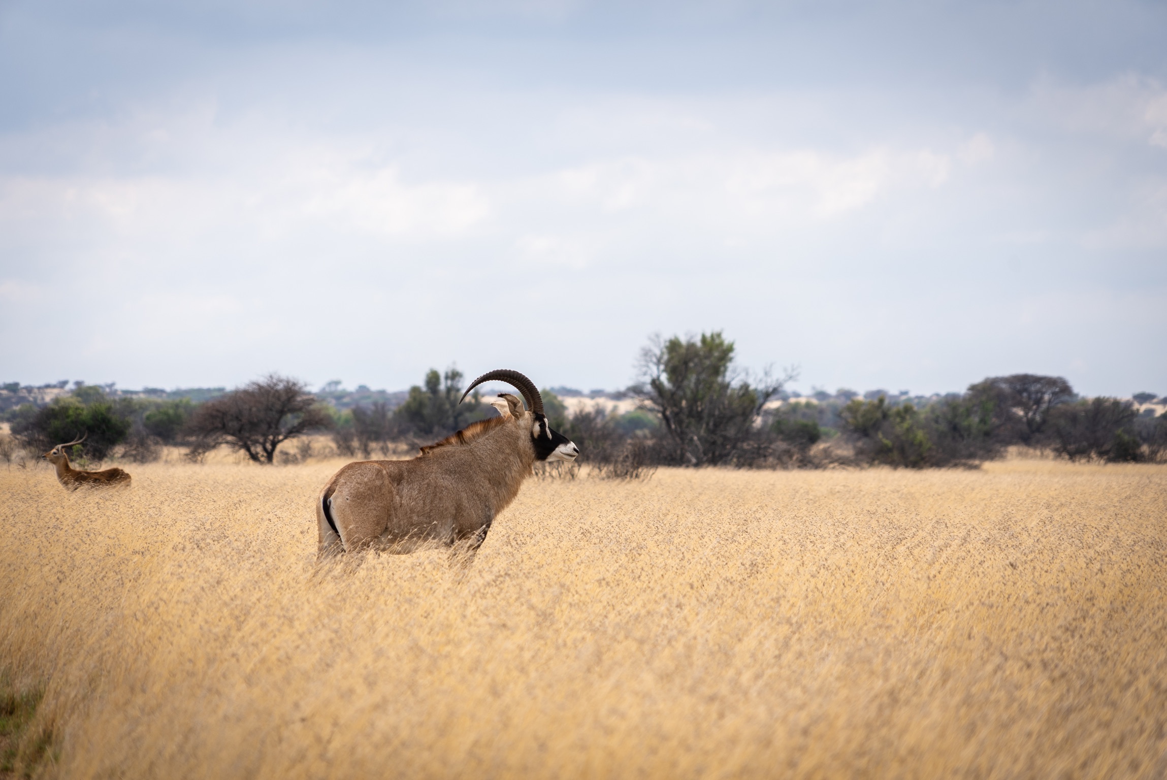 Conservation Partner: African Bowhunting Adventures