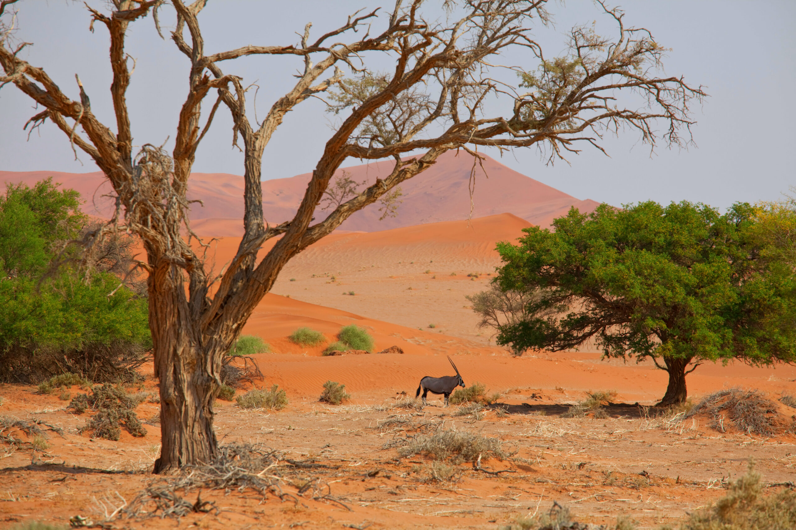 Bushmeat and Biodiversity: Protecting Africa’s Savannas Through Community Action and Sustainable Solutions