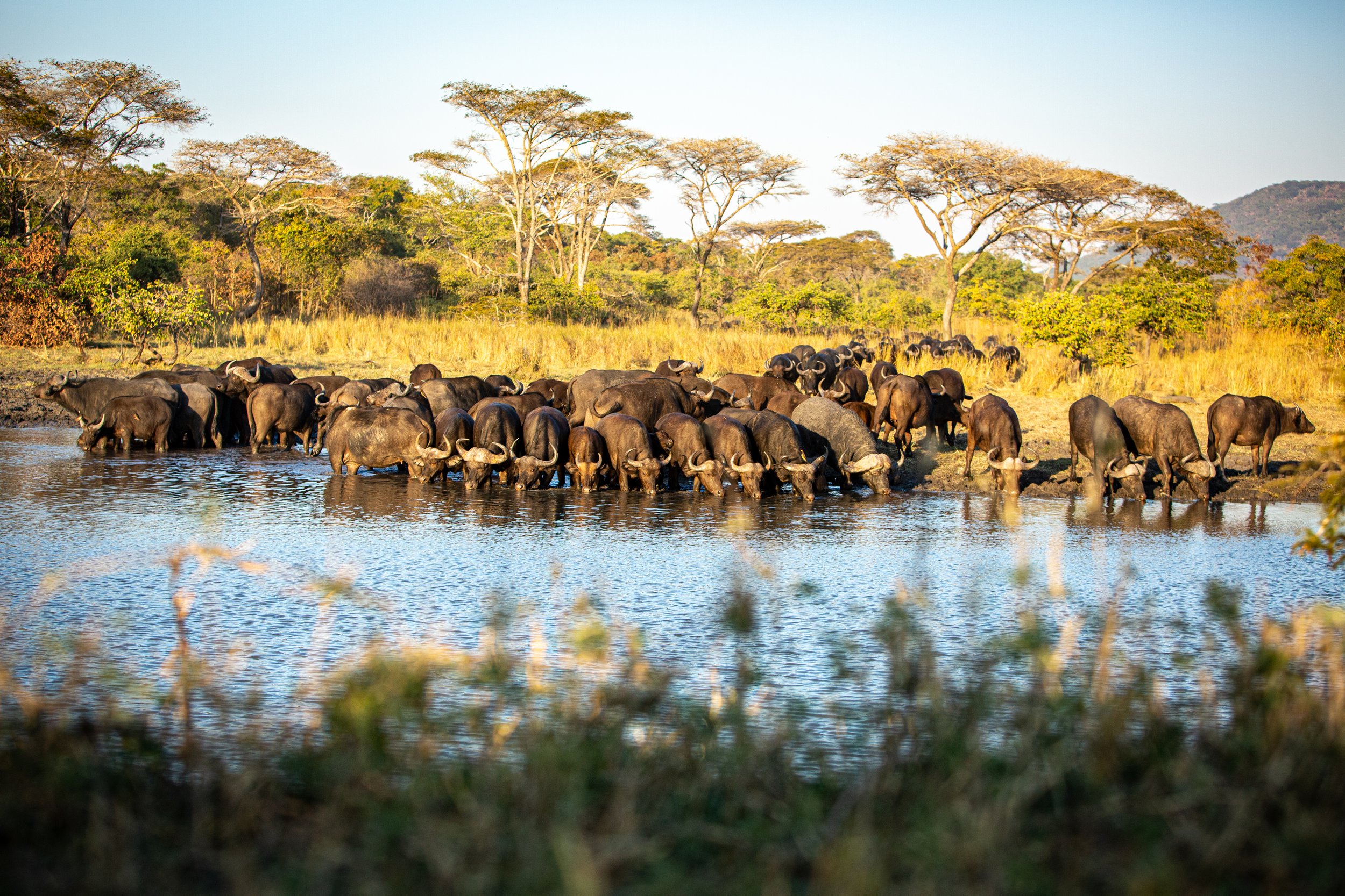 Conservation Partner: Backcountry Africa