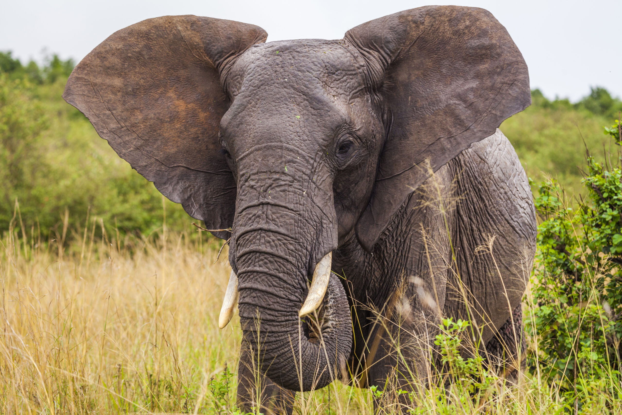 Saving Elephants Means Saving Their Space