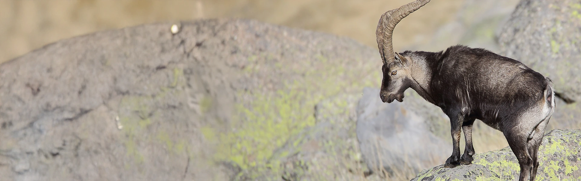 Conservation Partner: Camino Real Hunting Consultants