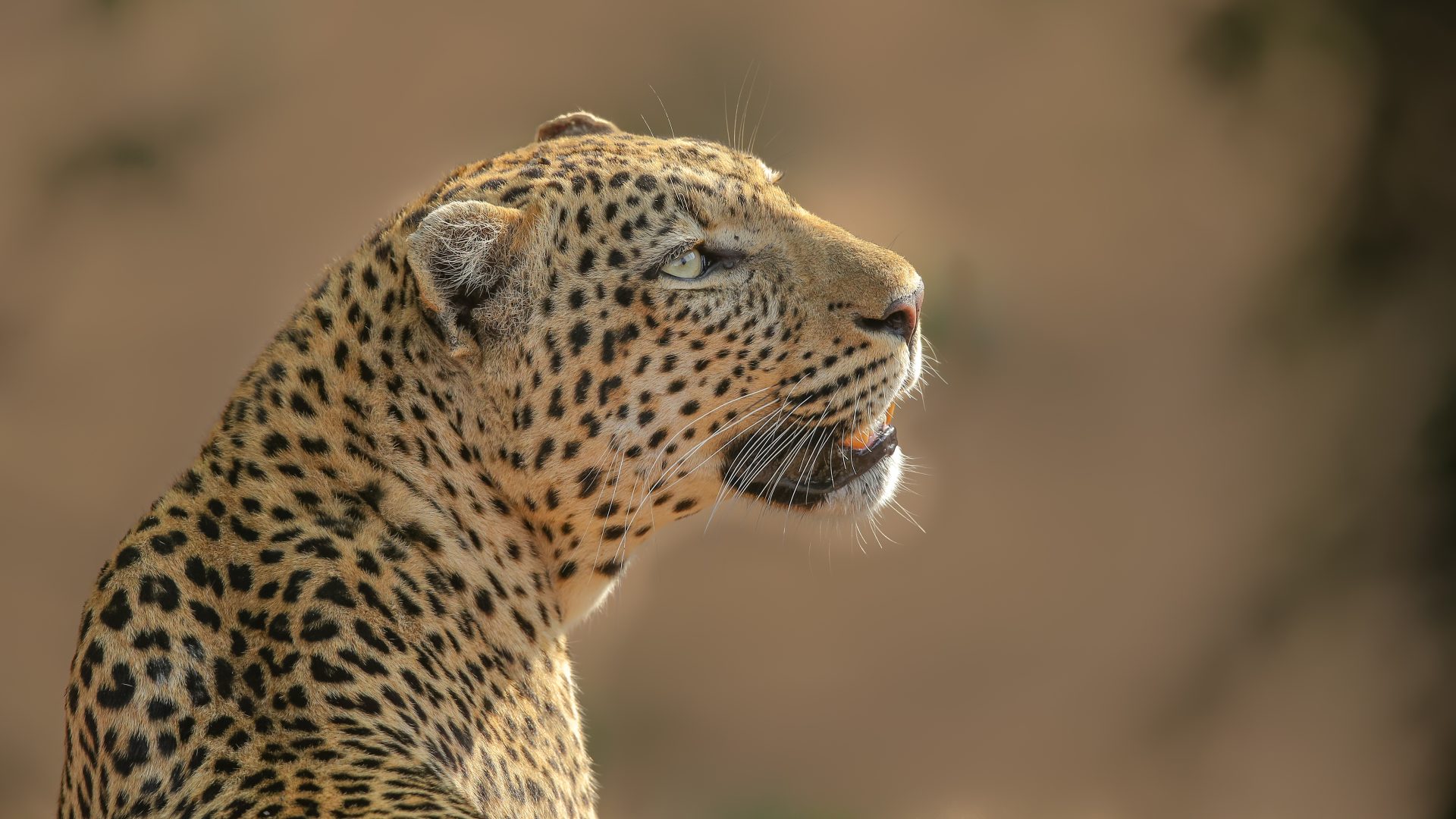 Conservation Partner: Chapungu-Kambako Safaris