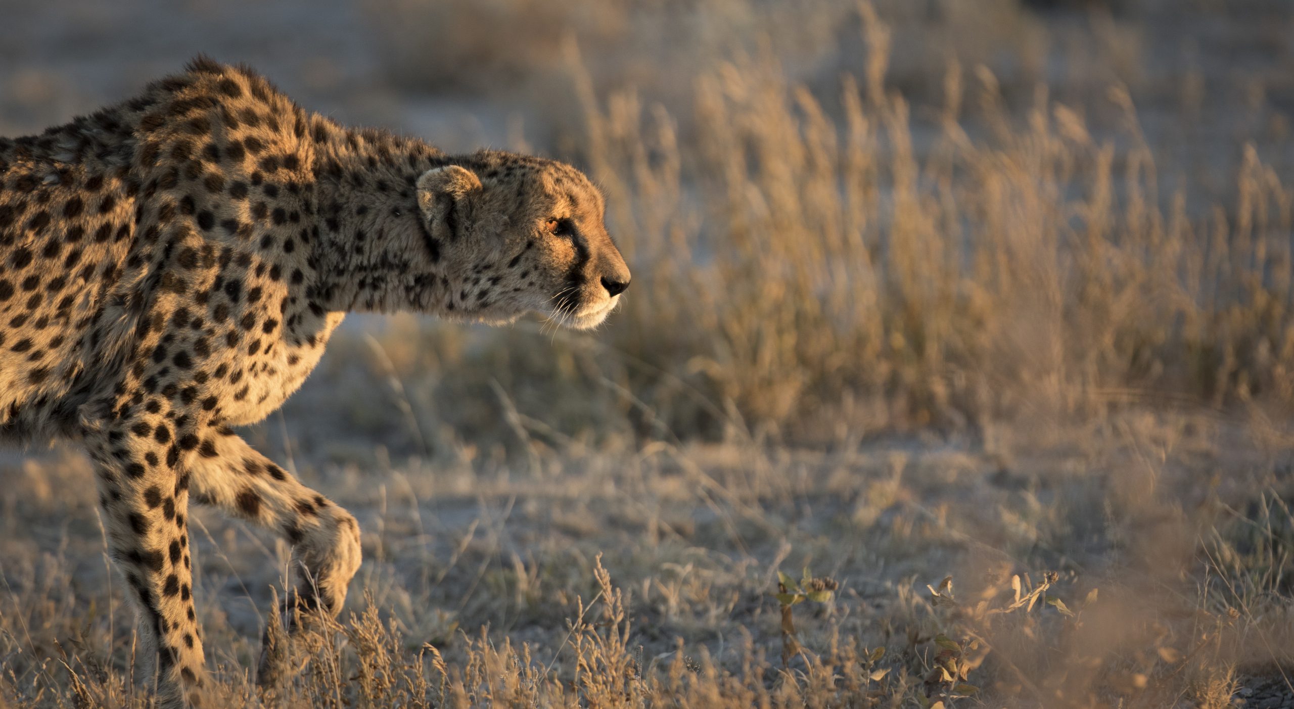 Conservation Partner: CIC