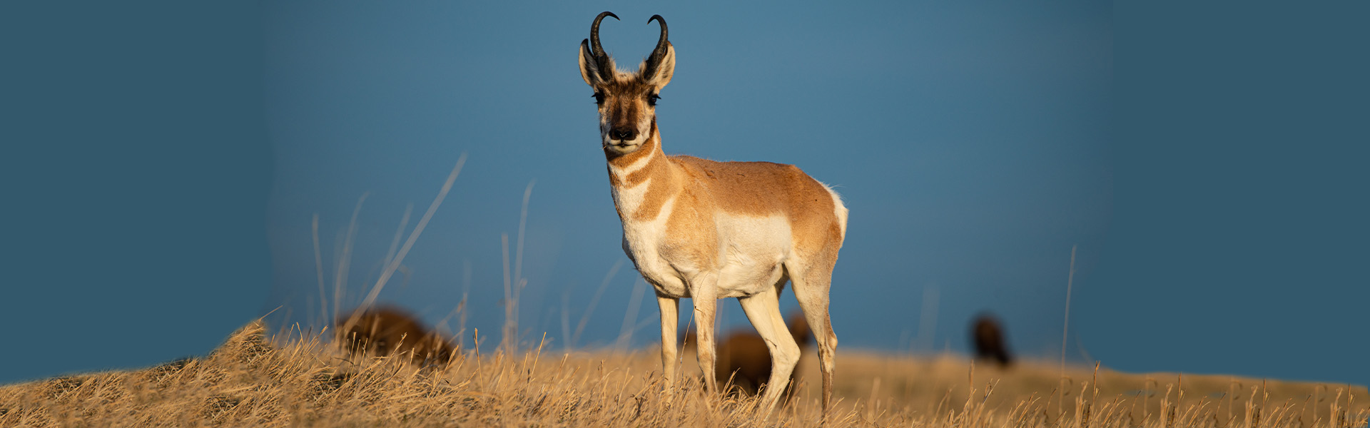 Project: Depredation to Conservation