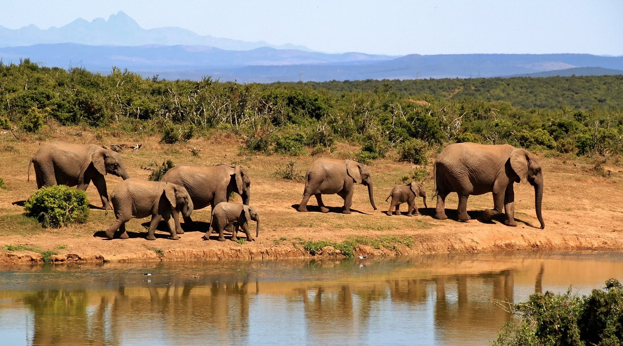 Conservation Partners: DSC South Texas