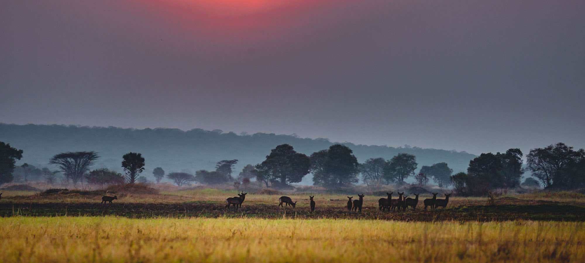 Conservation Partner: Robin Hurt Safaris