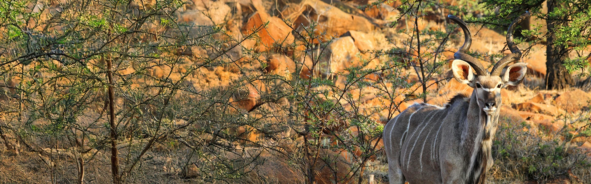 Conservation Partner: Greater Kuduland Safaris
