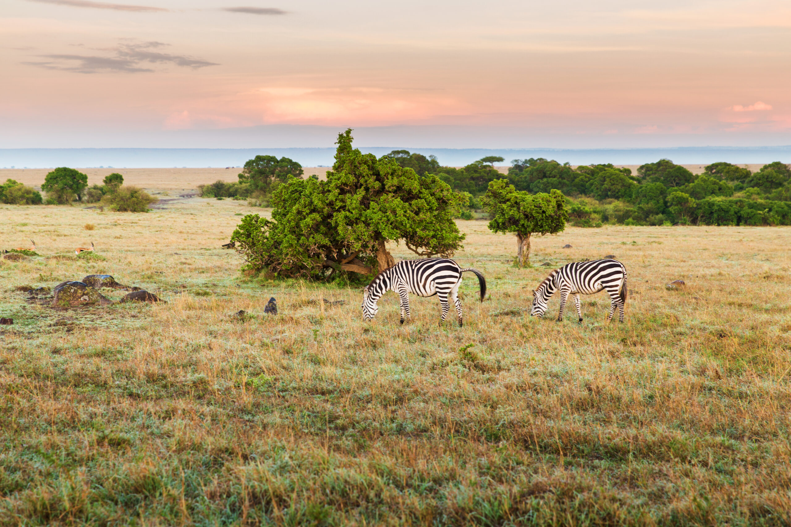 Maximizing Conservation Through Private Wildlife Ranching in South Africa