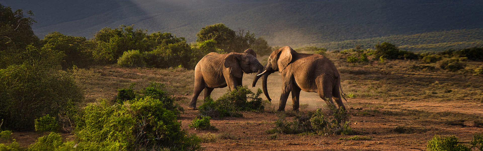 Conservation Partner: Hwange Safaris