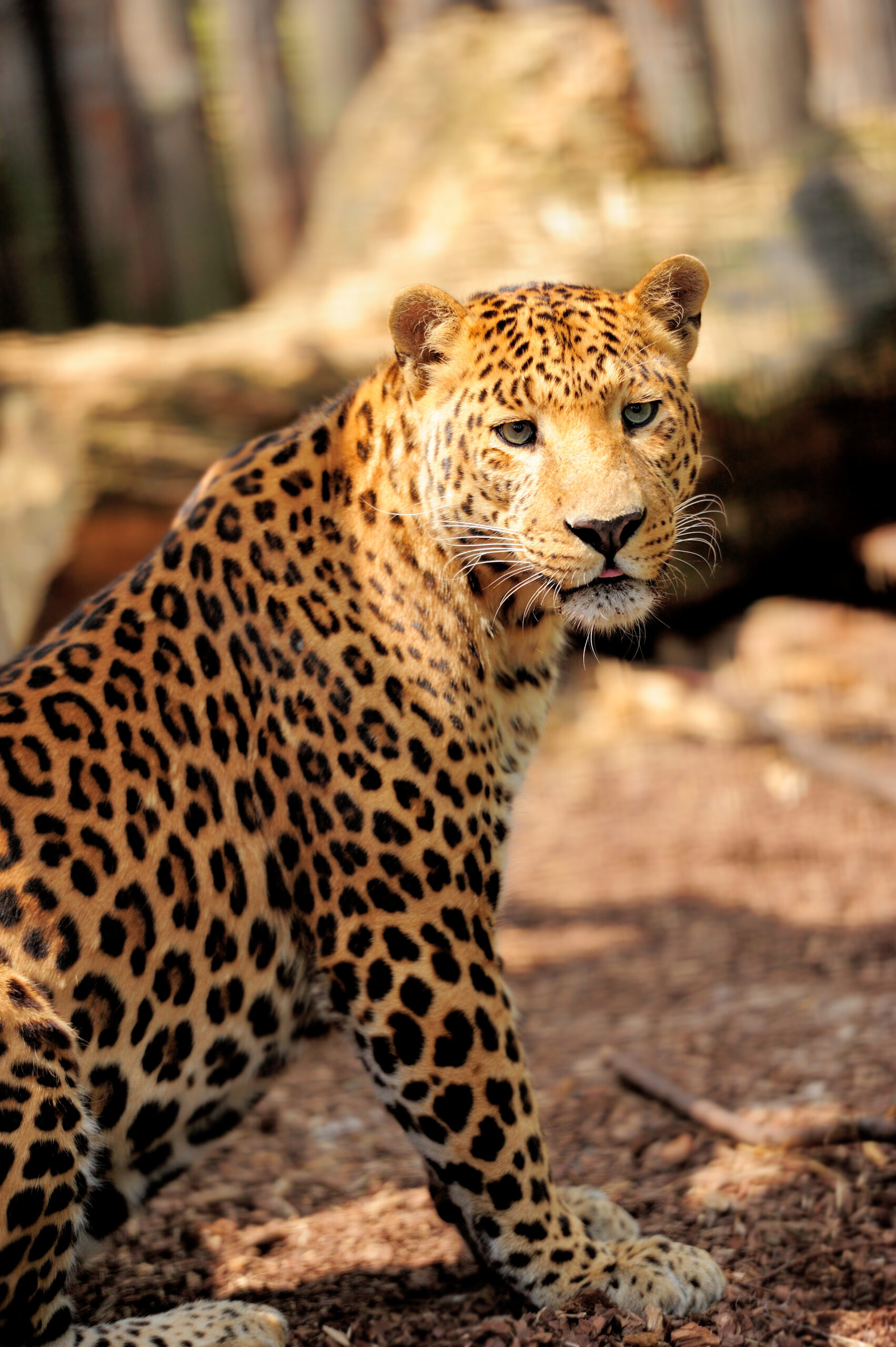 Tracking Trophy Hunts Online: Social Media as a Tool for Leopard Conservation Oversight