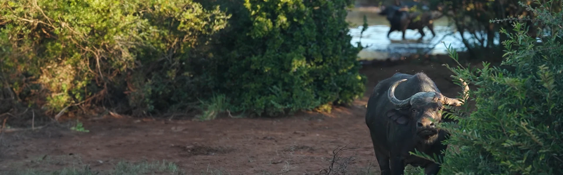 Conservation Partner: Maartens Safaris