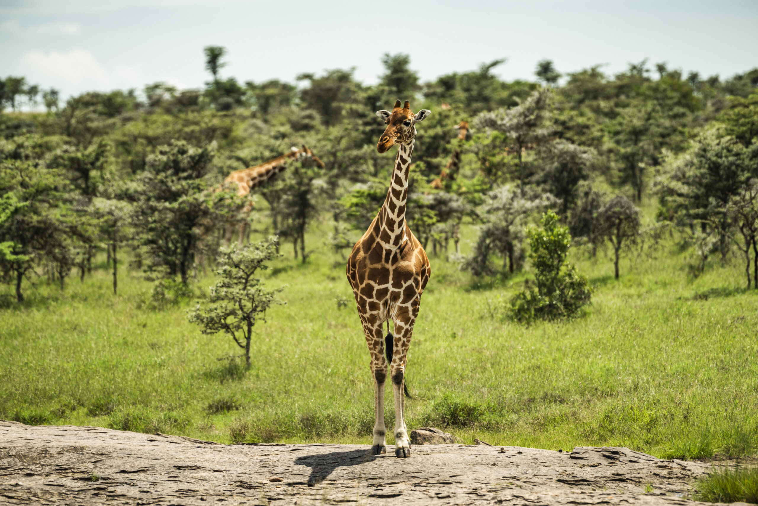 International Trophy Hunting Bans Overlook Local Needs