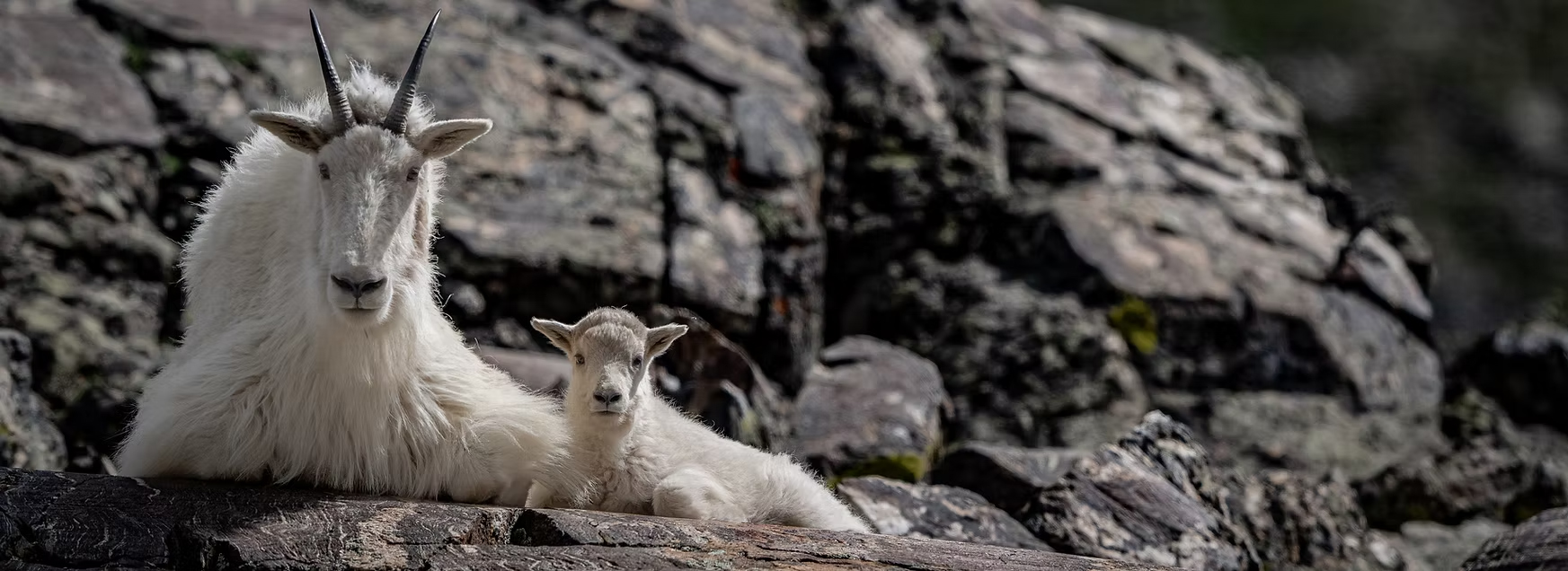 Conservation Partner: Rocky Mountain Goat Alliance