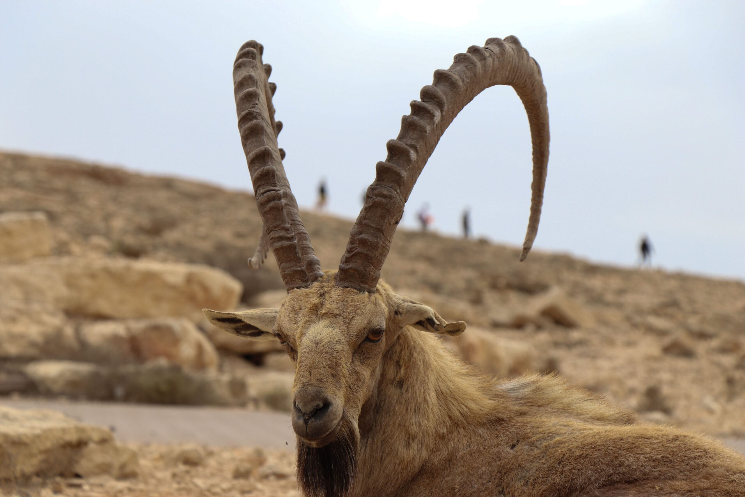 How Community-Led Trophy Hunting Revived Tajikistan’s Wildlife and Rural Economy