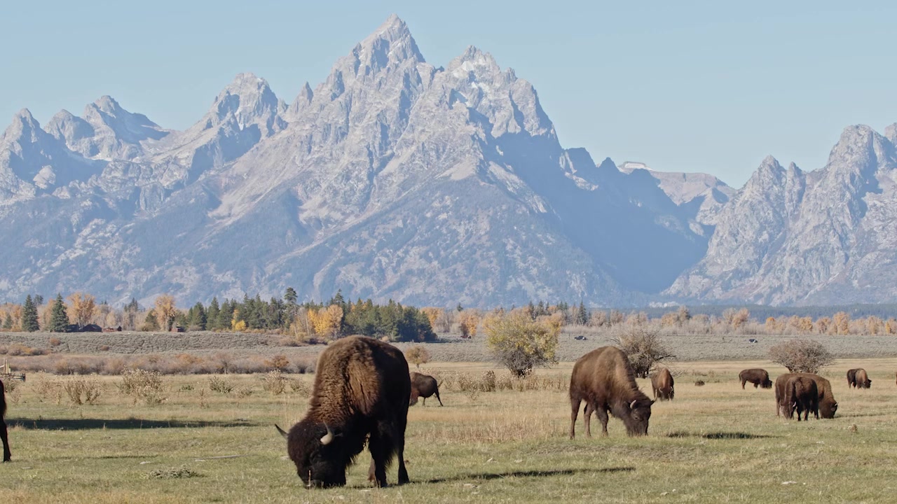 Conservation Partner: Teton Leather Co.