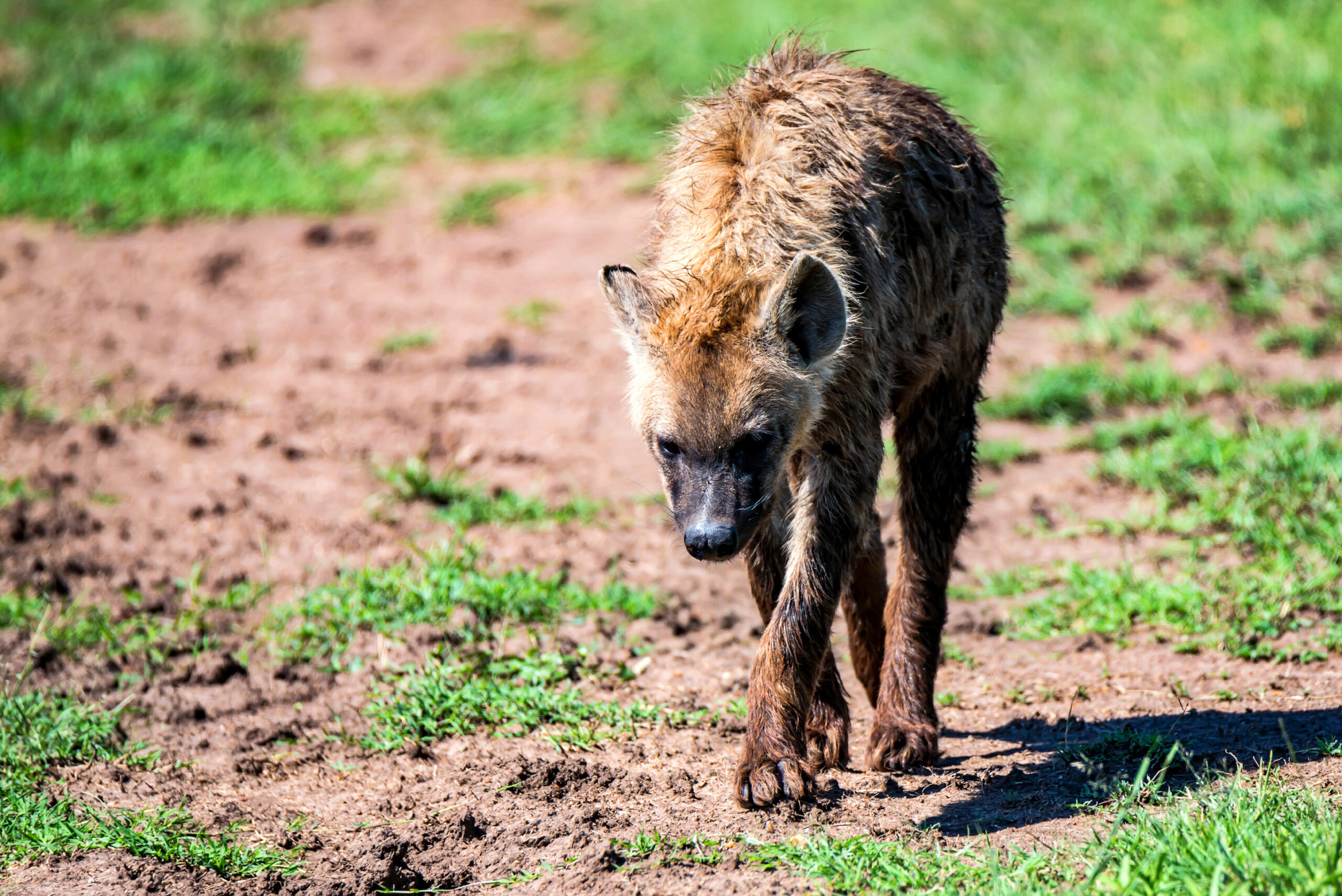 Pesticide Poisoning Threaten Africa’s Wildlife