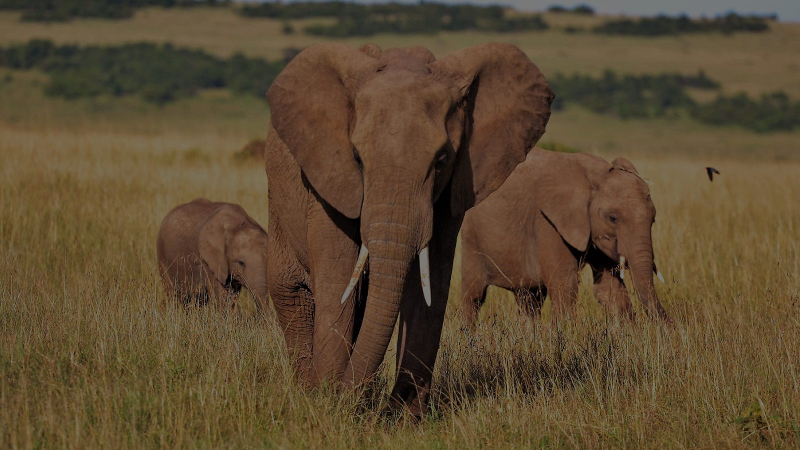 Conservation Partner: Tlou Safari Lodge