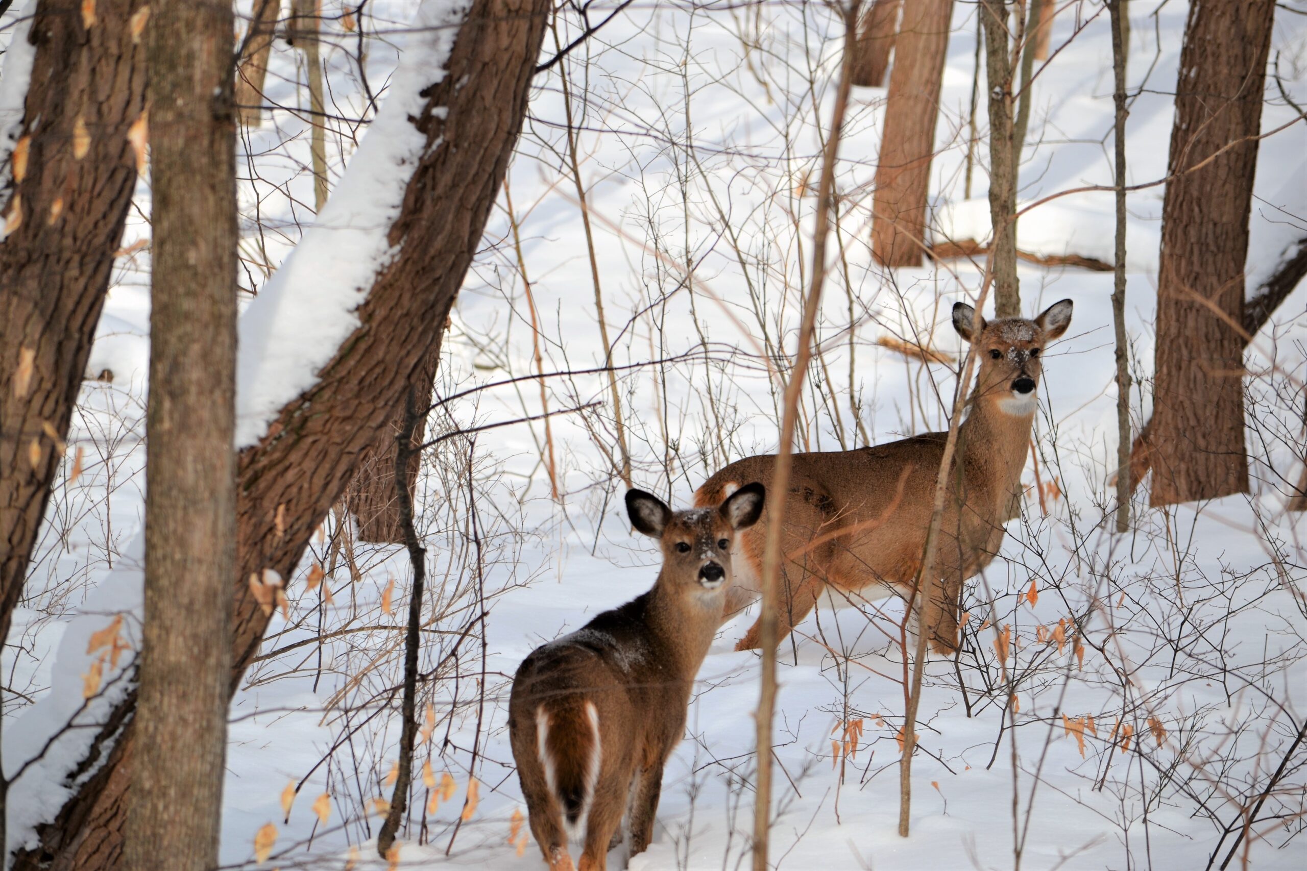 Harnessing Wild Game: How Hunter Donations Help Fight U.S. Food Insecurity and Manage Wildlife Populations