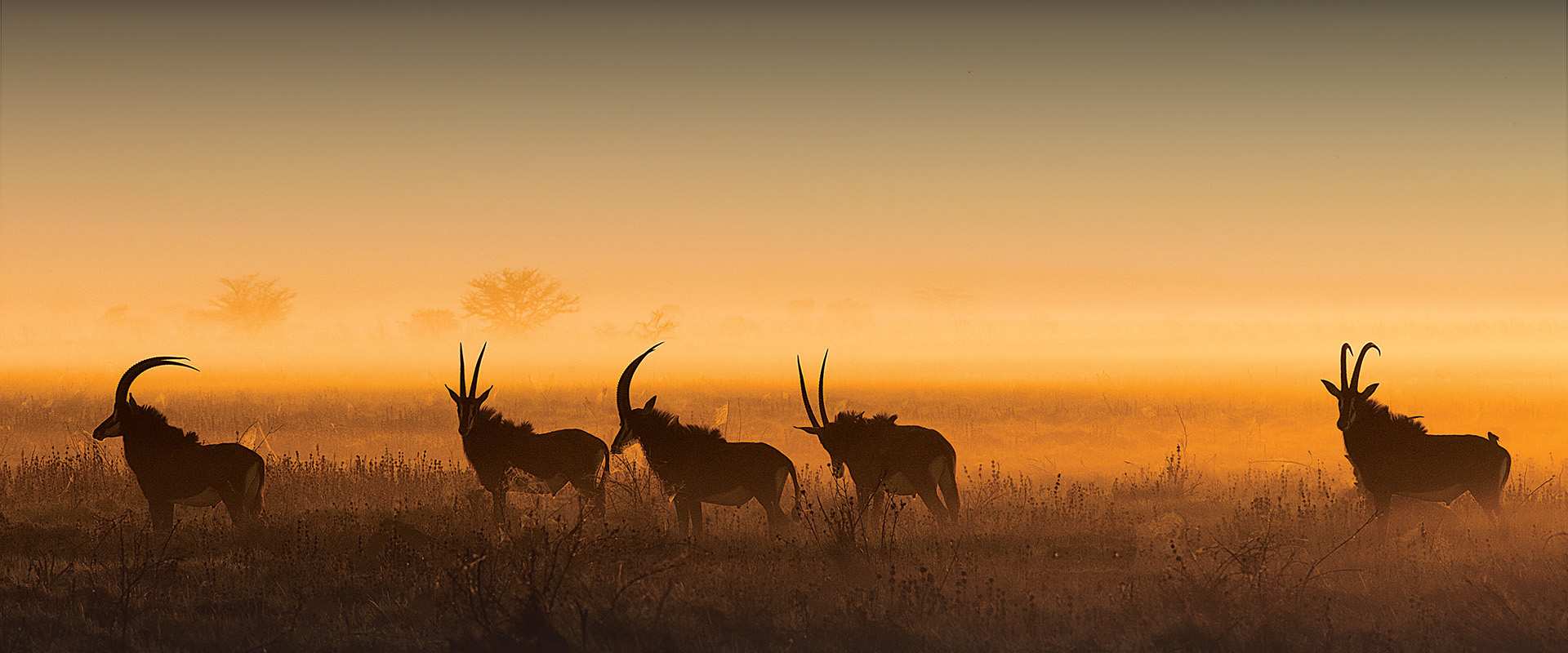 Conservation Partner: Zambeze Delta Safari