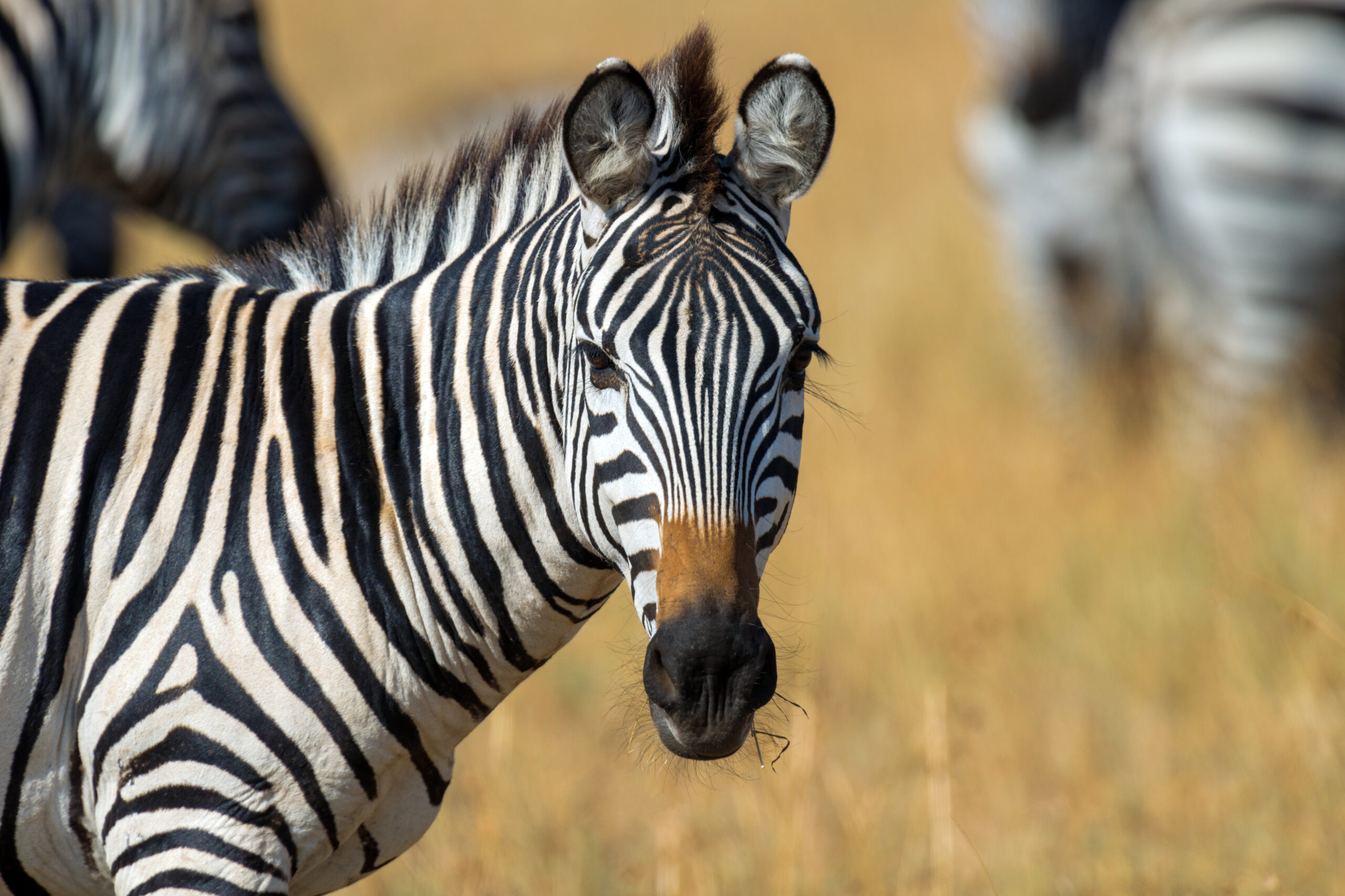 Trophy Hunting in Sub-Saharan Africa: Conservation Benefits, Challenges, and Solutions