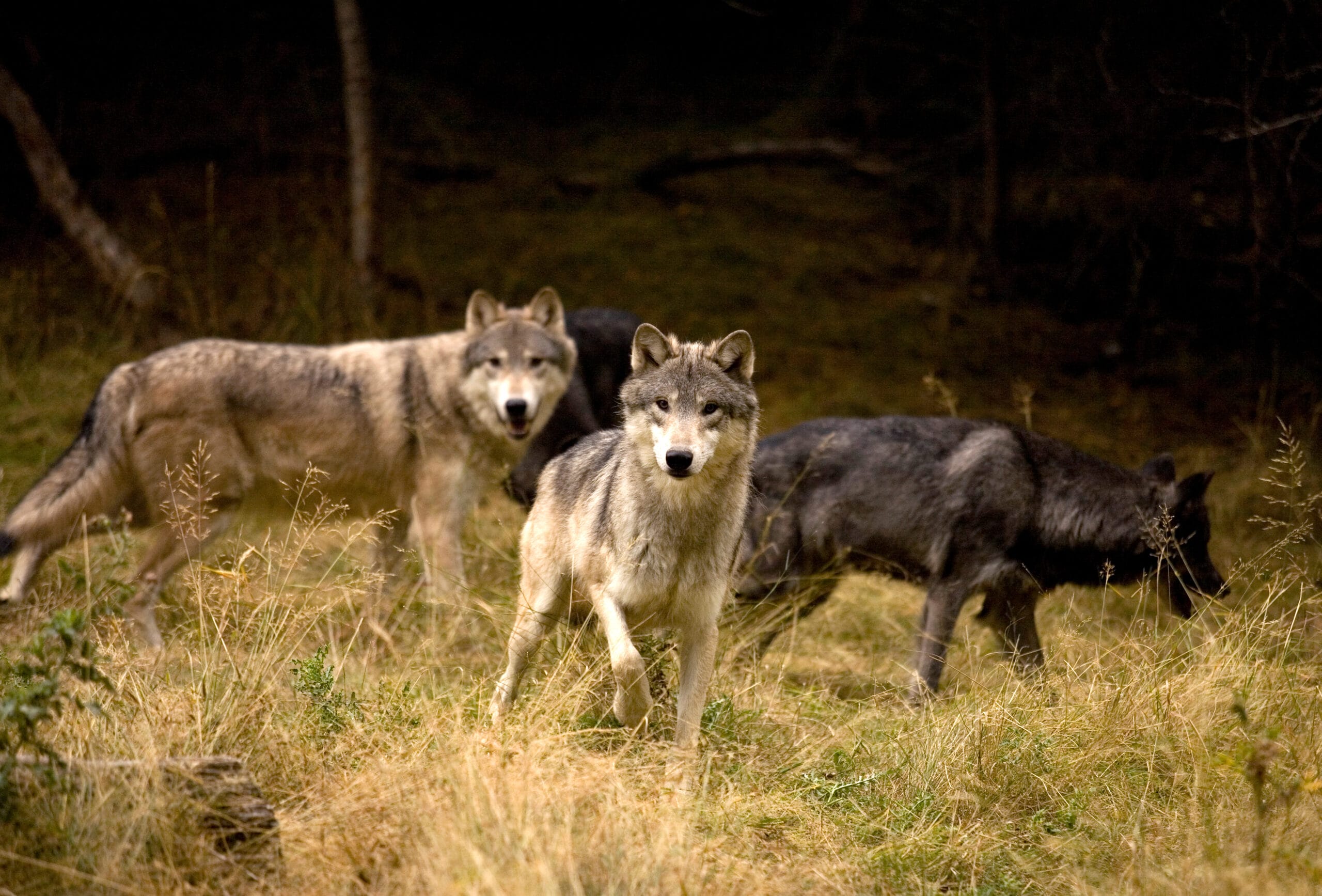 Reframing the Debate: A Response to Pacific Wild’s Campaign on the B.C. Wolf Cull