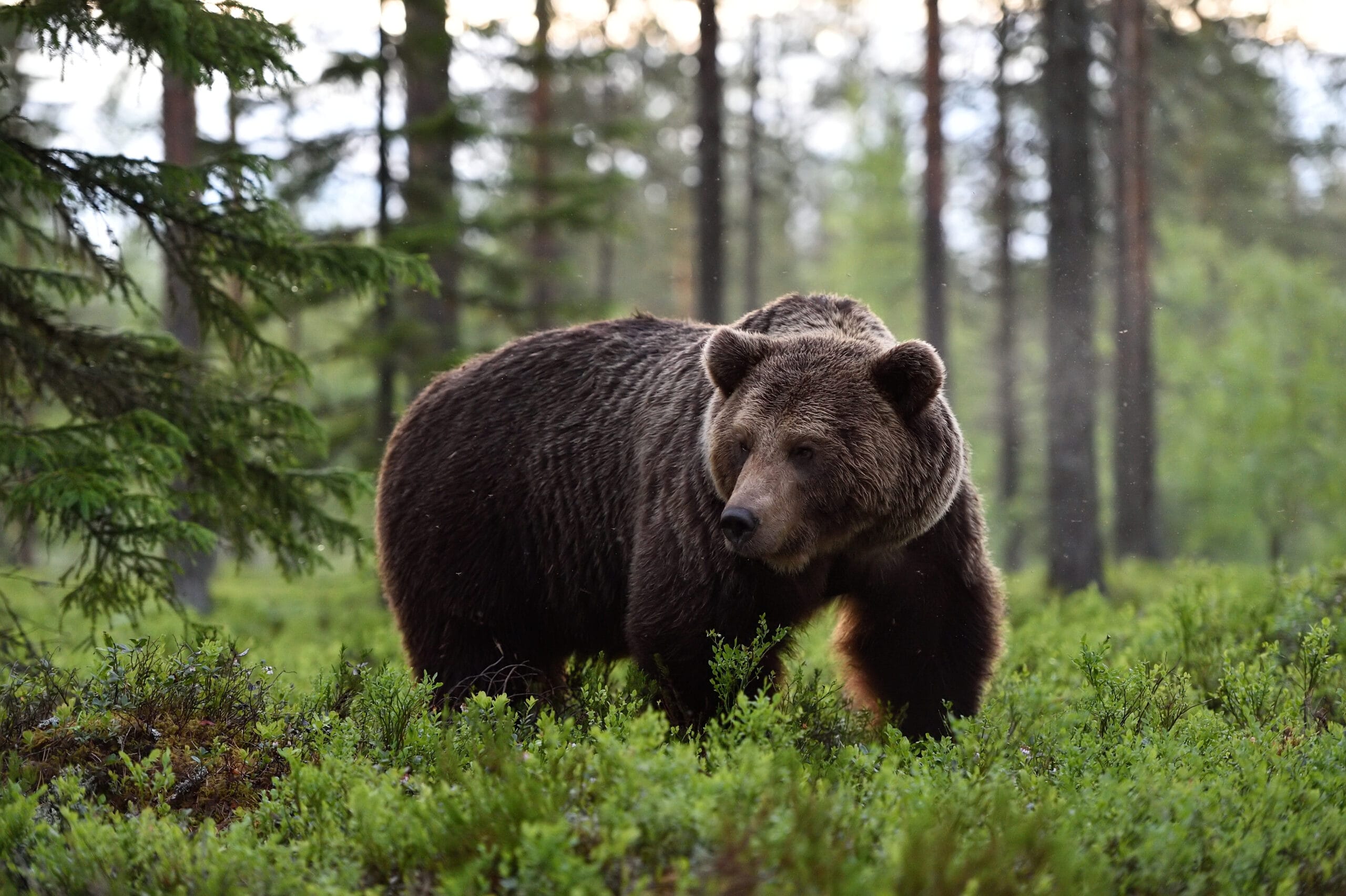 Are Bear Attacks on the Increase in Canada? A Project Grizzly Balance Special Report