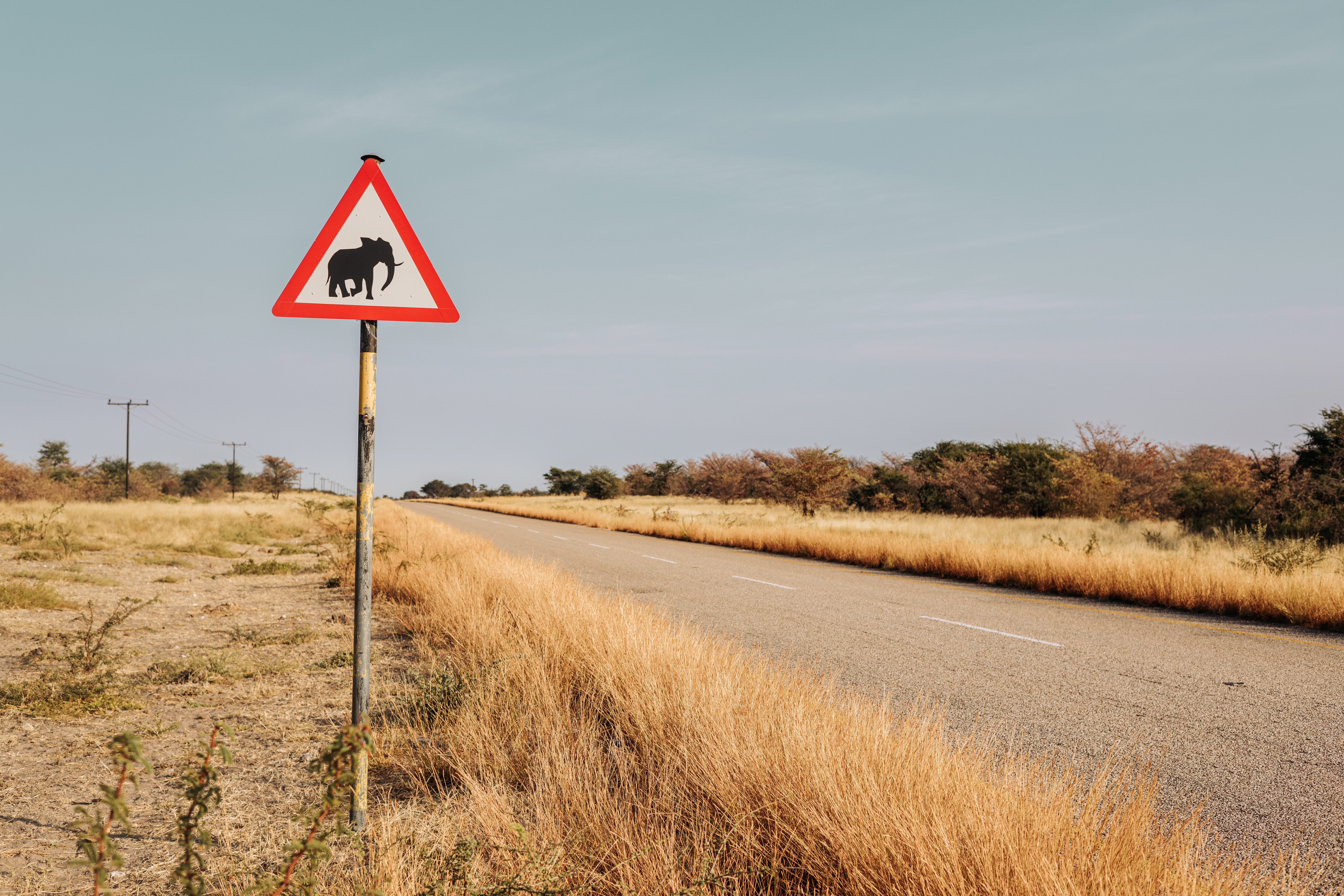 Ivory Poaching and Elephant Evolution: How Illegal Harvesting Reduced Tusk Size in Africa