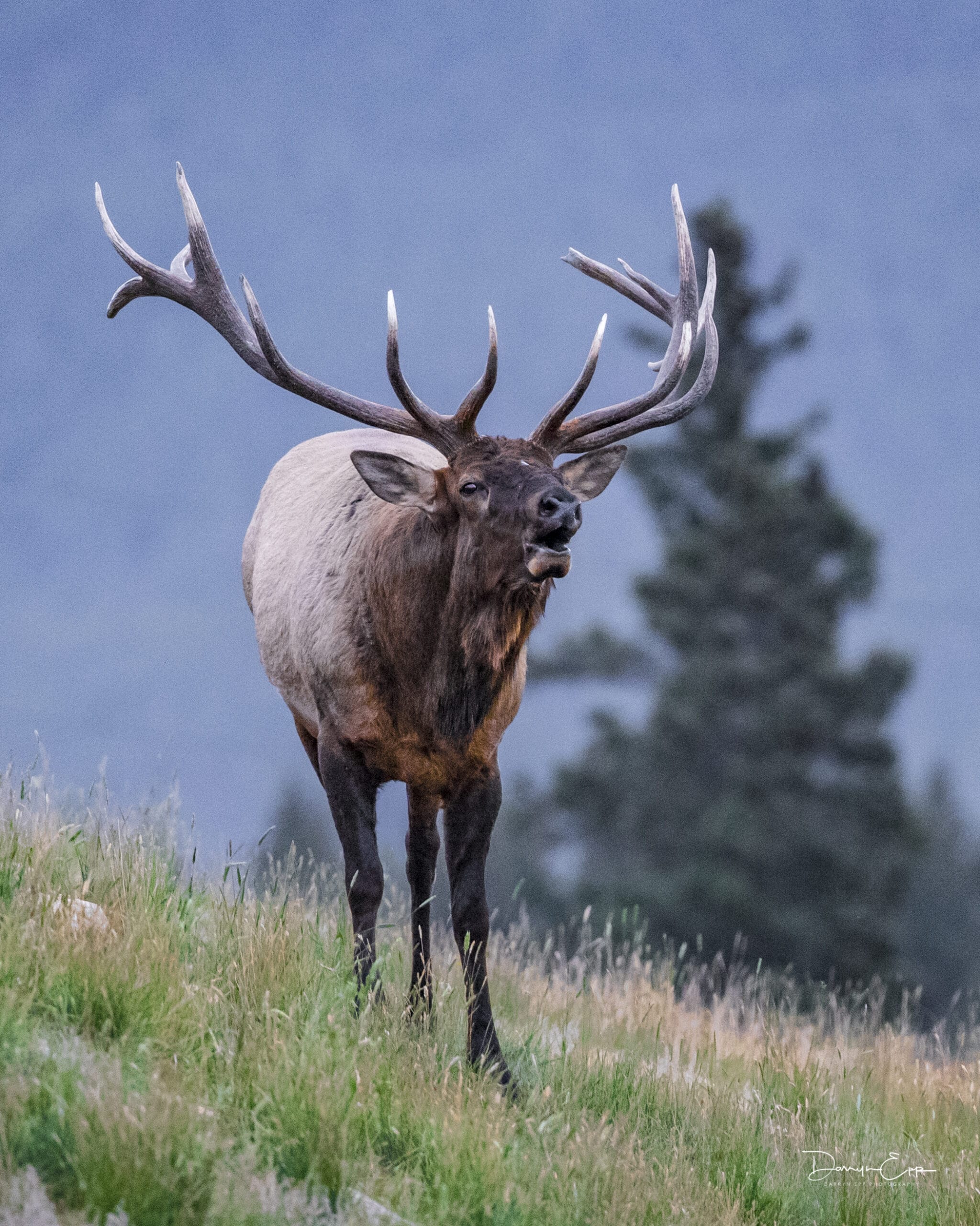 Hunters as Conservation Philanthropists: Alberta’s Special License Program