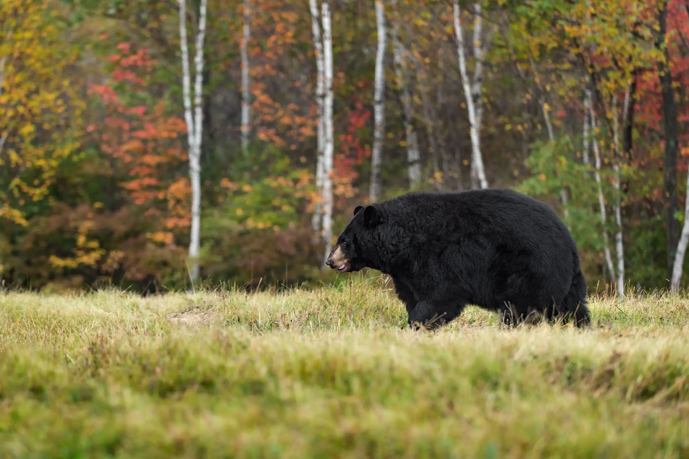 Manitoba Spring Black Bear Hunt: A Balanced Perspective in Response to Recent Criticism
