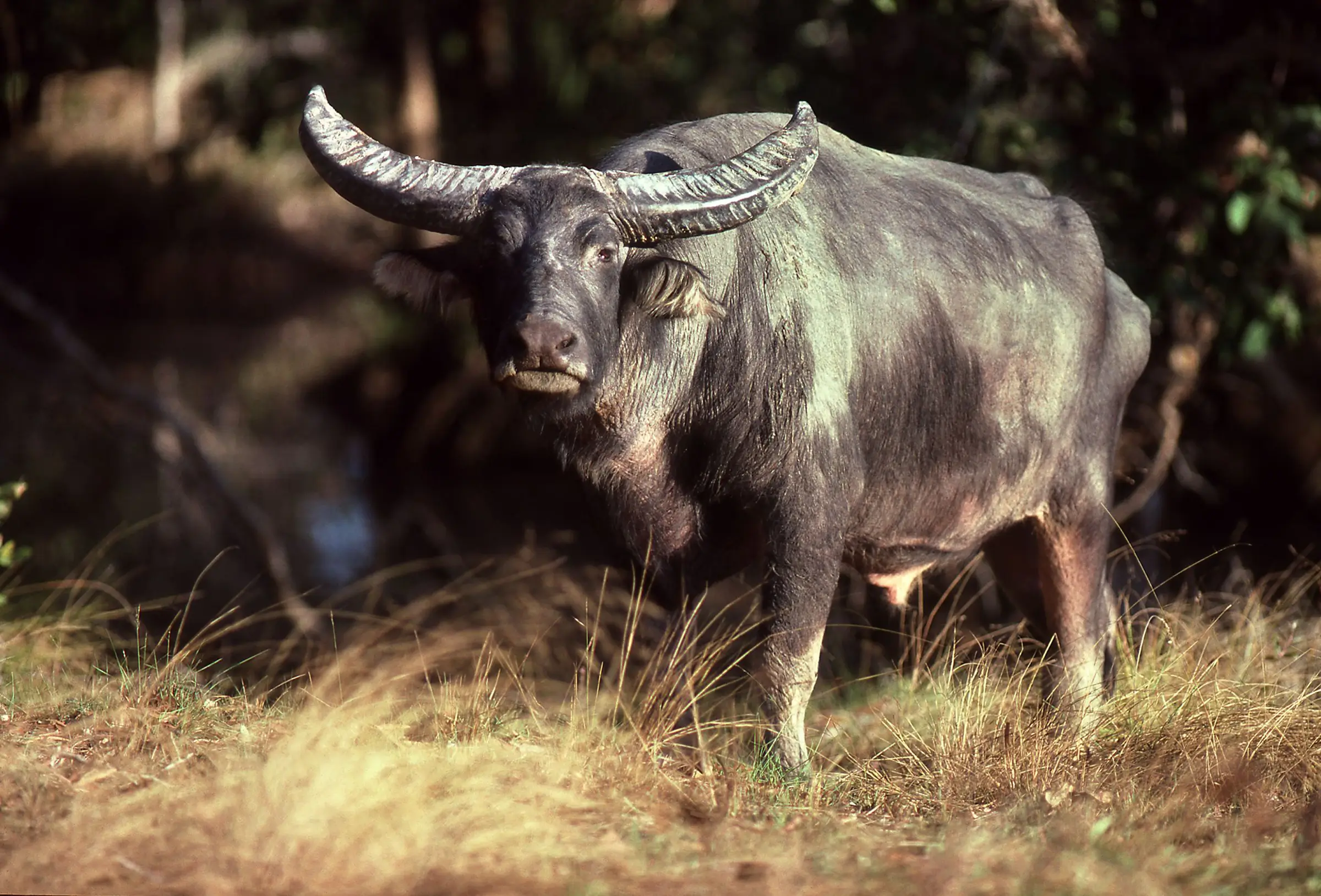 Rethinking Wildlife Management: Why Traits Matter More Than Origins